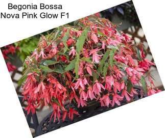 Begonia Bossa Nova Pink Glow F1