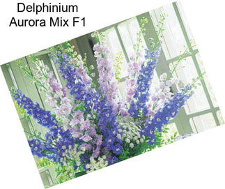 Delphinium Aurora Mix F1