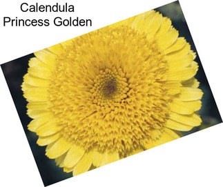 Calendula Princess Golden