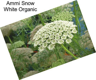 Ammi Snow White Organic