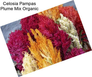 Celosia Pampas Plume Mix Organic