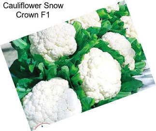 Cauliflower Snow Crown F1