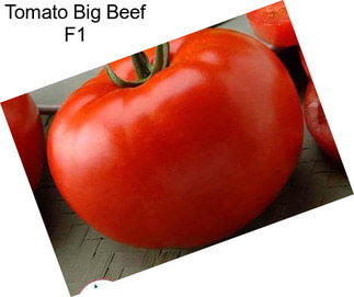 Tomato Big Beef F1