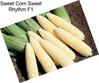 Sweet Corn Sweet Rhythm F1