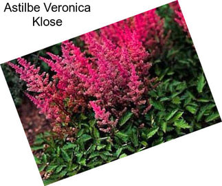 Astilbe Veronica Klose