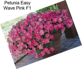 Petunia Easy Wave Pink F1