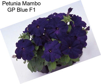 Petunia Mambo GP Blue F1