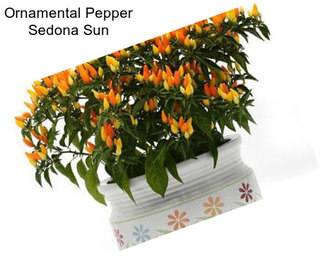 Ornamental Pepper Sedona Sun