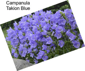 Campanula Takion Blue