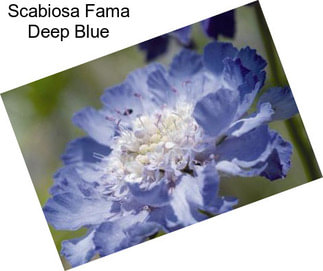 Scabiosa Fama Deep Blue