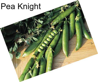 Pea Knight