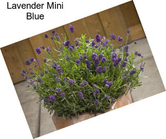 Lavender Mini Blue