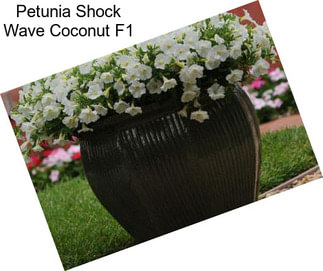 Petunia Shock Wave Coconut F1