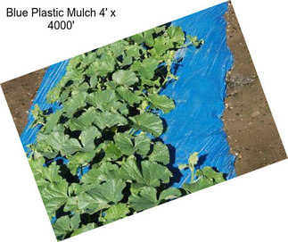 Blue Plastic Mulch 4\' x 4000\'