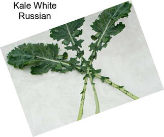 Kale White Russian