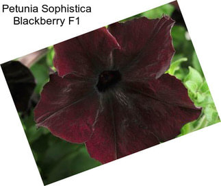 Petunia Sophistica Blackberry F1