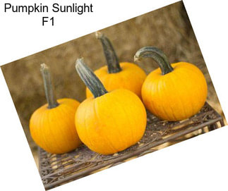 Pumpkin Sunlight F1