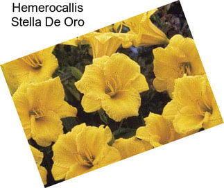 Hemerocallis Stella De Oro