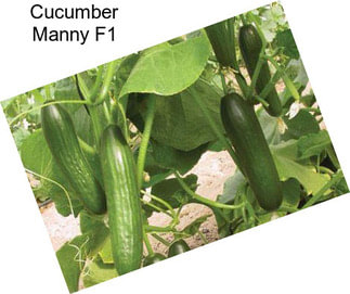 Cucumber Manny F1