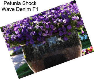 Petunia Shock Wave Denim F1