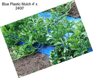 Blue Plastic Mulch 4\' x 2400\'