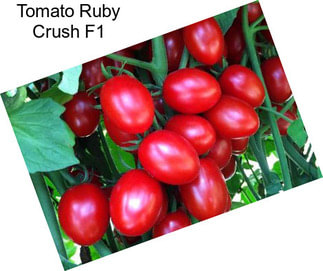 Tomato Ruby Crush F1