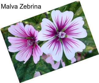 Malva Zebrina