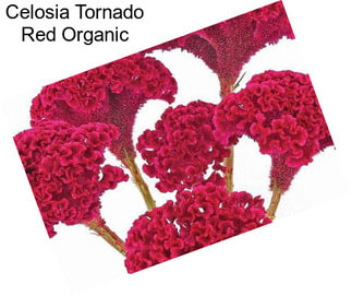 Celosia Tornado Red Organic