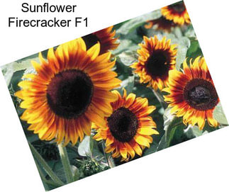 Sunflower Firecracker F1