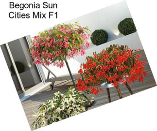 Begonia Sun Cities Mix F1