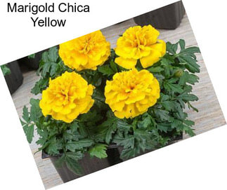 Marigold Chica Yellow