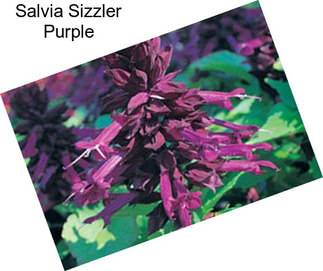 Salvia Sizzler Purple