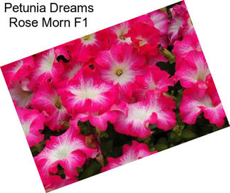 Petunia Dreams Rose Morn F1