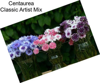 Centaurea Classic Artist Mix