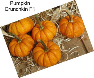 Pumpkin Crunchkin F1