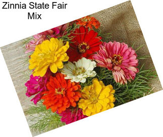 Zinnia State Fair Mix