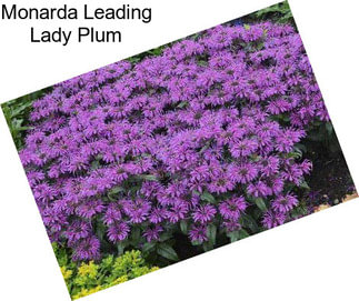 Monarda Leading Lady Plum