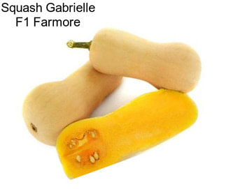 Squash Gabrielle F1 Farmore