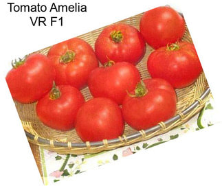 Tomato Amelia VR F1