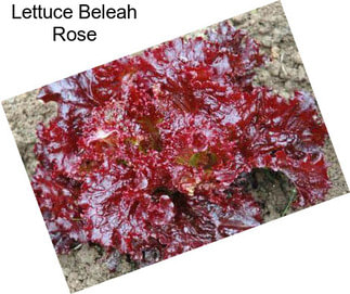 Lettuce Beleah Rose
