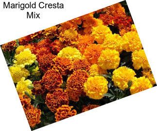 Marigold Cresta Mix