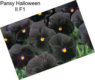 Pansy Halloween II F1