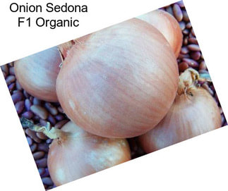 Onion Sedona F1 Organic