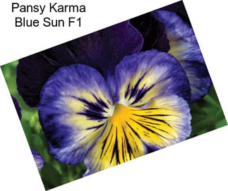 Pansy Karma Blue Sun F1