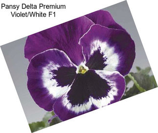 Pansy Delta Premium Violet/White F1