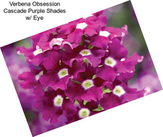 Verbena Obsession Cascade Purple Shades w/ Eye