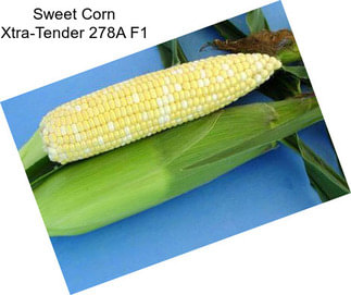 Sweet Corn Xtra-Tender 278A F1
