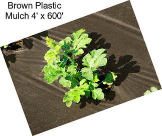 Brown Plastic Mulch 4\' x 600\'