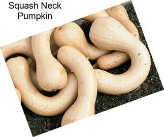 Squash Neck Pumpkin