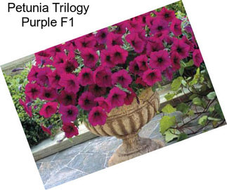 Petunia Trilogy Purple F1